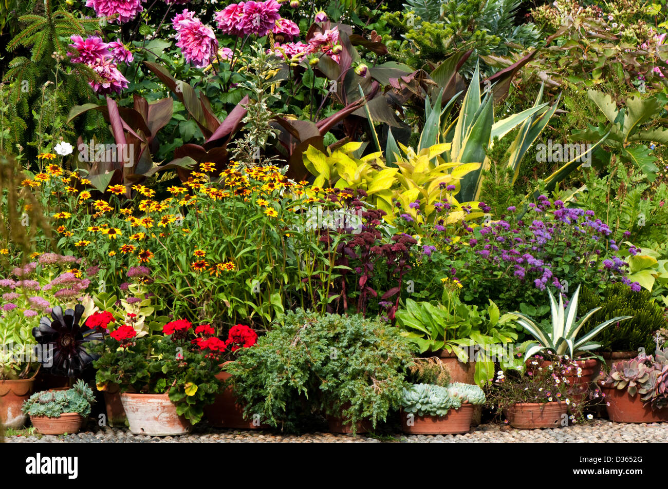 Un groupe de plantes en pot de différentes variétés affichée sur le terrain. Banque D'Images