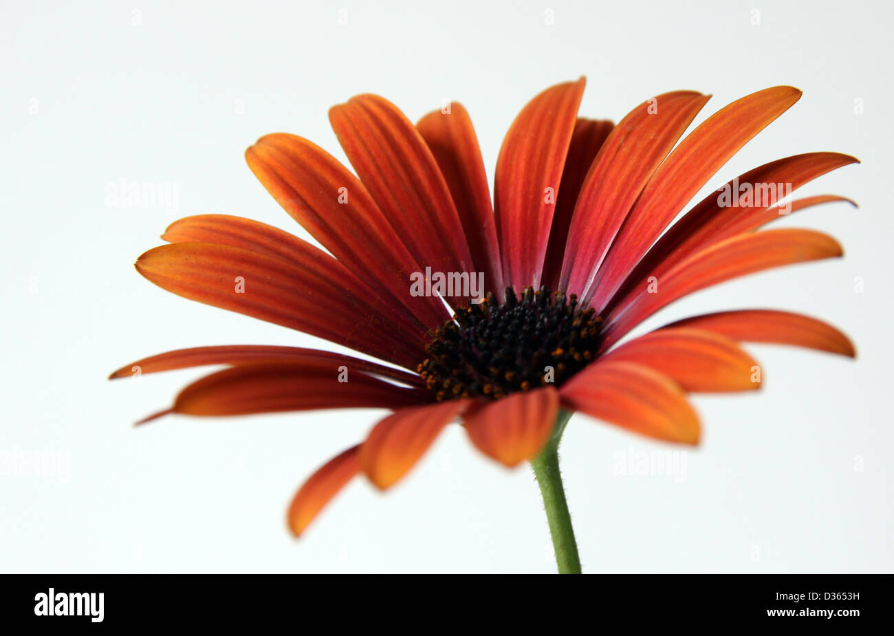 Seul chef daisy orange Banque D'Images