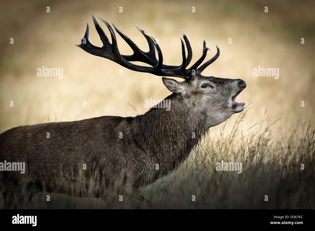 Saison de rut de cerf Banque de photographies et d’images à haute ...