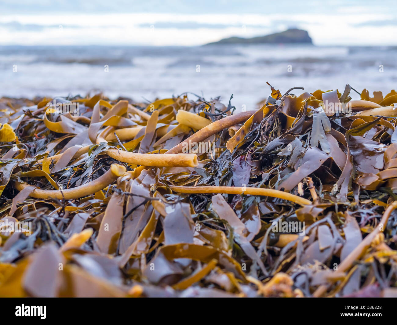 Des tas de varech (algue Laminaria hyperborea) sur une plage de East Lothian, Ecosse. Banque D'Images
