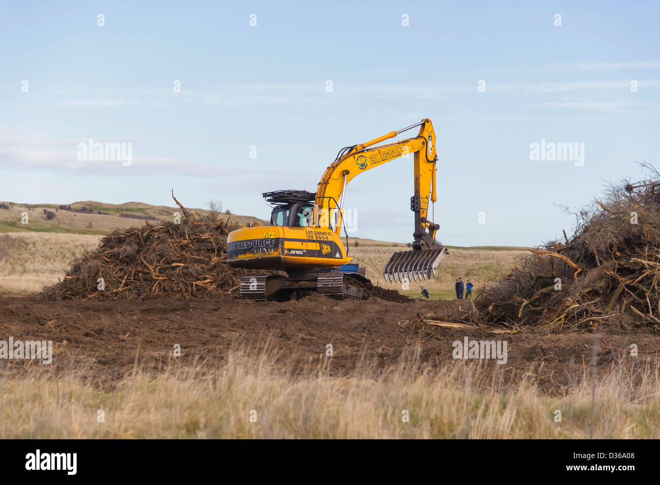 Un excavateur déterrent les arbustes d'argousier envahissantes à Aberlady, à côté du parcours de golf Gullane, en Écosse. Banque D'Images