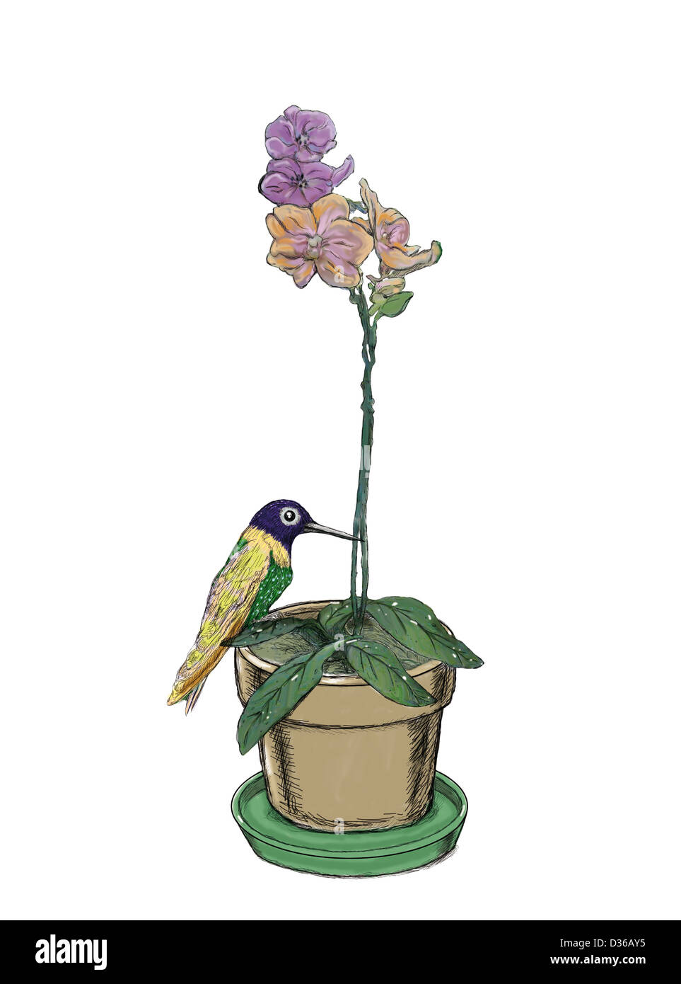 Oiseau de ronflement et orchid vase isolé sur fond blanc Banque D'Images