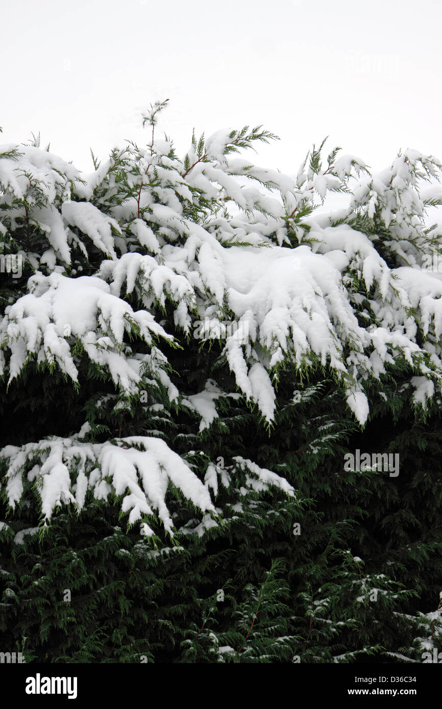 Les Conifères couverts de neige dans un jardin anglais. Banque D'Images