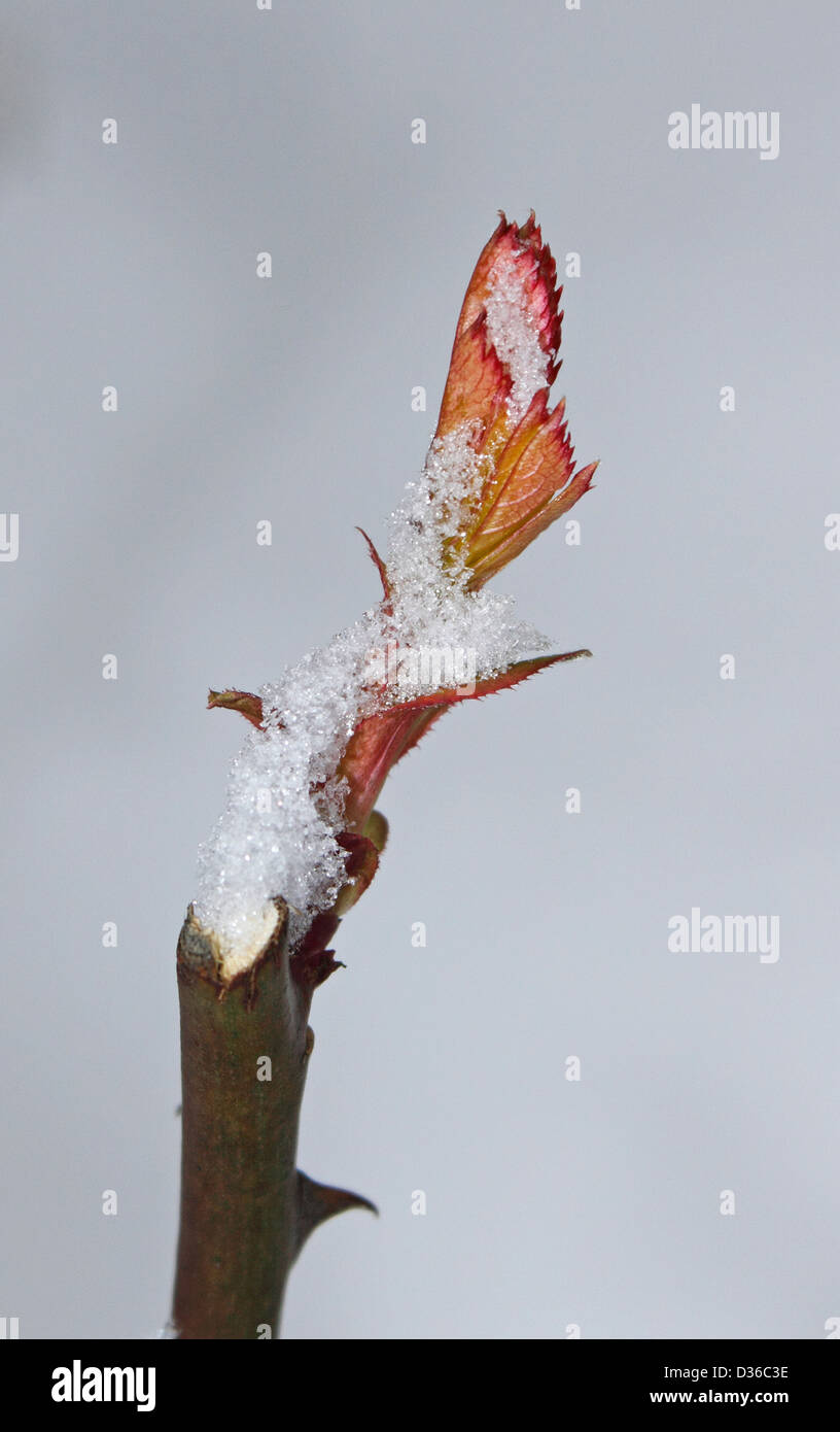 L'ANALYSE DE ROSE recouvert de neige. UK. ROSA MON PÈRE . Banque D'Images