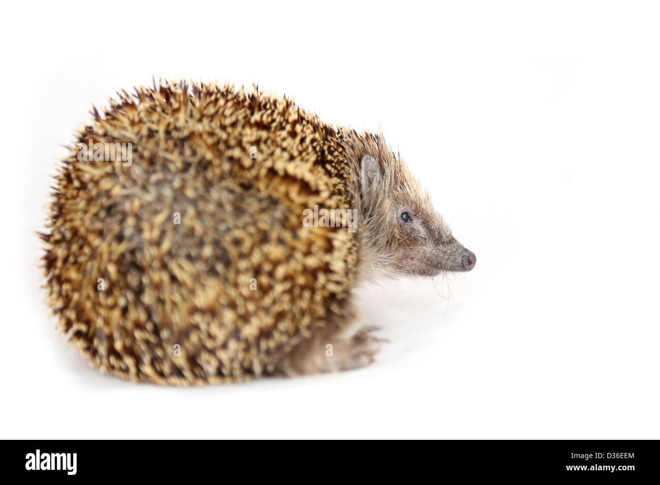 Hedgehog leg Banque d'images détourées - Alamy