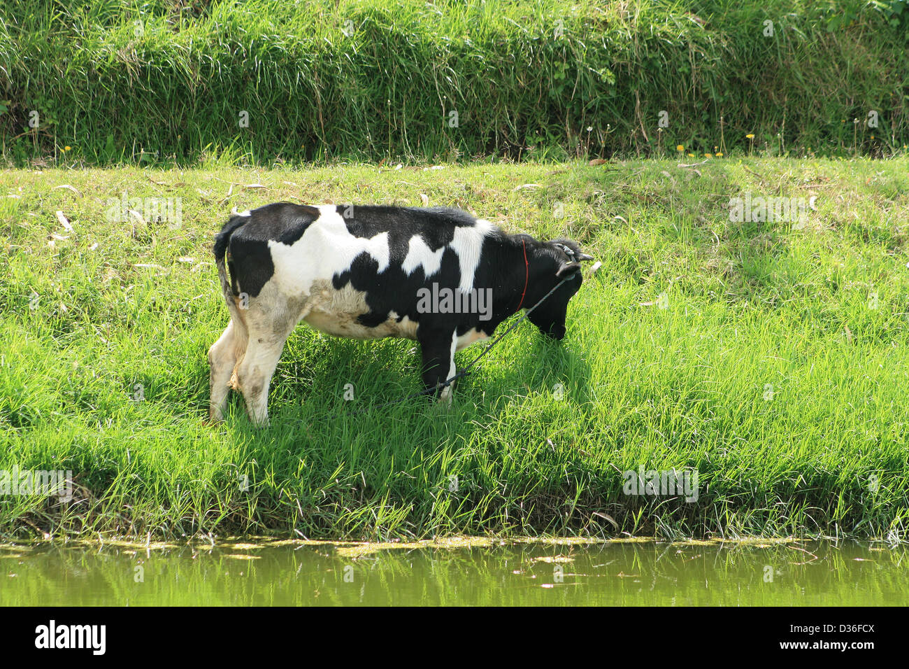 Une vache Holstein debout à côté d'un étang dans un champ les agriculteurs à Cotacachi (Équateur) Banque D'Images