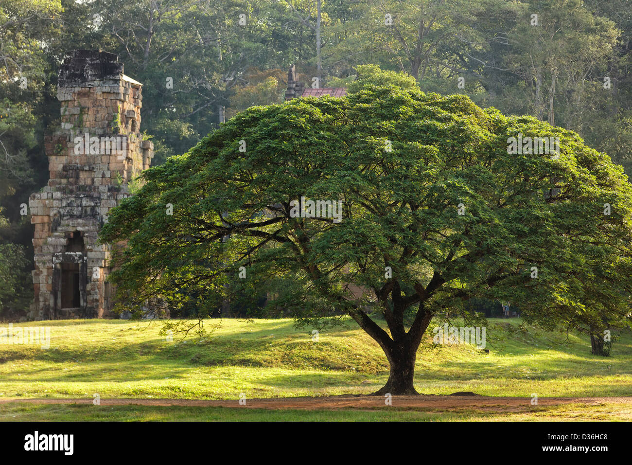 Grand arbre et Prasat Suor Prat temple, Angkor Thom, au Cambodge Banque D'Images