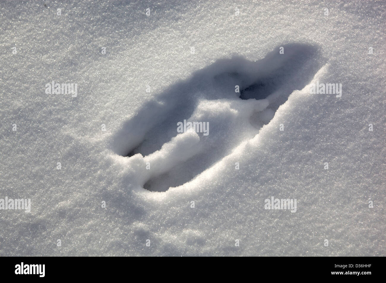 Animal tracks uk Banque de photographies et d’images à haute résolution