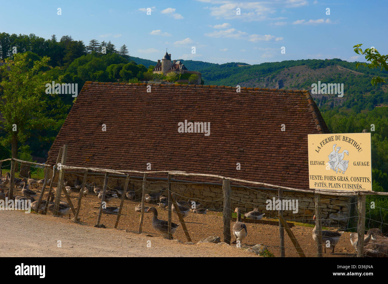 Belcastel, ferme Oies, France, dordogne, Périgord, Quercy, oies Europe Banque D'Images