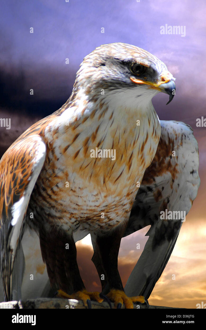 Buzzard Buse rouilleuse Nom latin Buteo regalis Banque D'Images