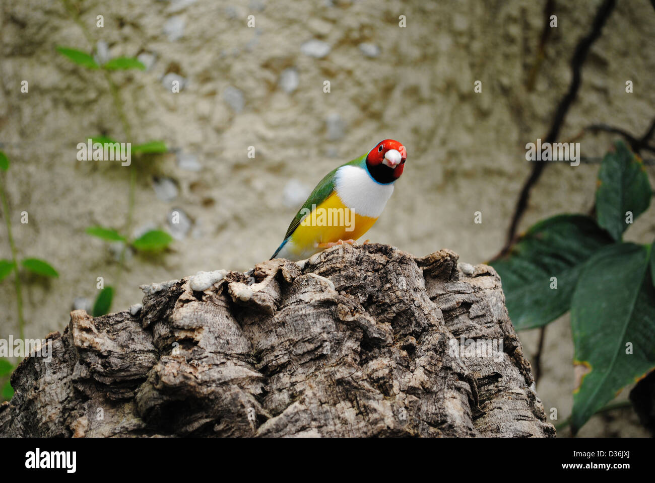 Gouldian Finch Erythrura gouldiae nom Latin Banque D'Images