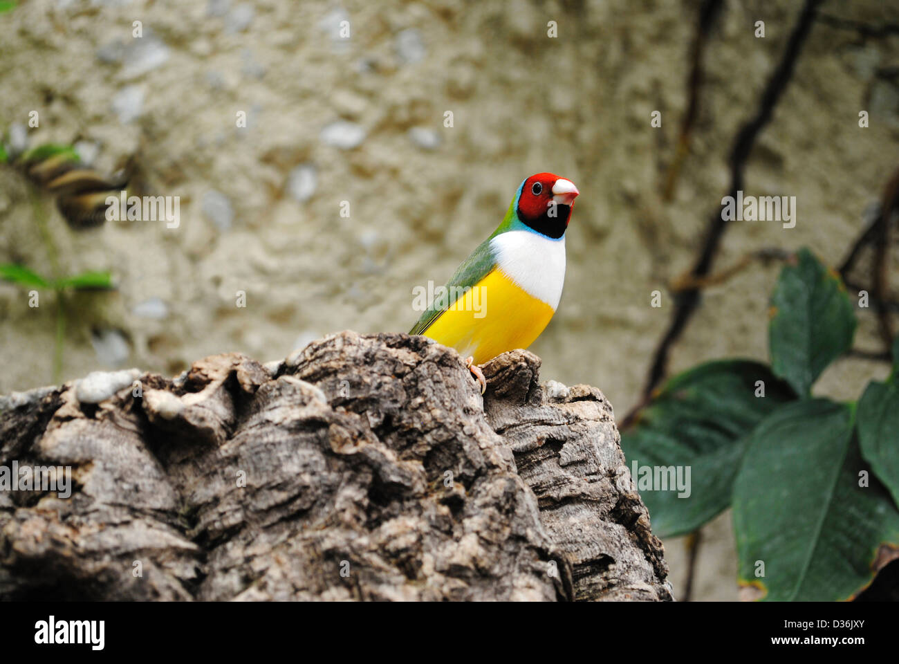 Gouldian Finch Erythrura gouldiae nom Latin Banque D'Images