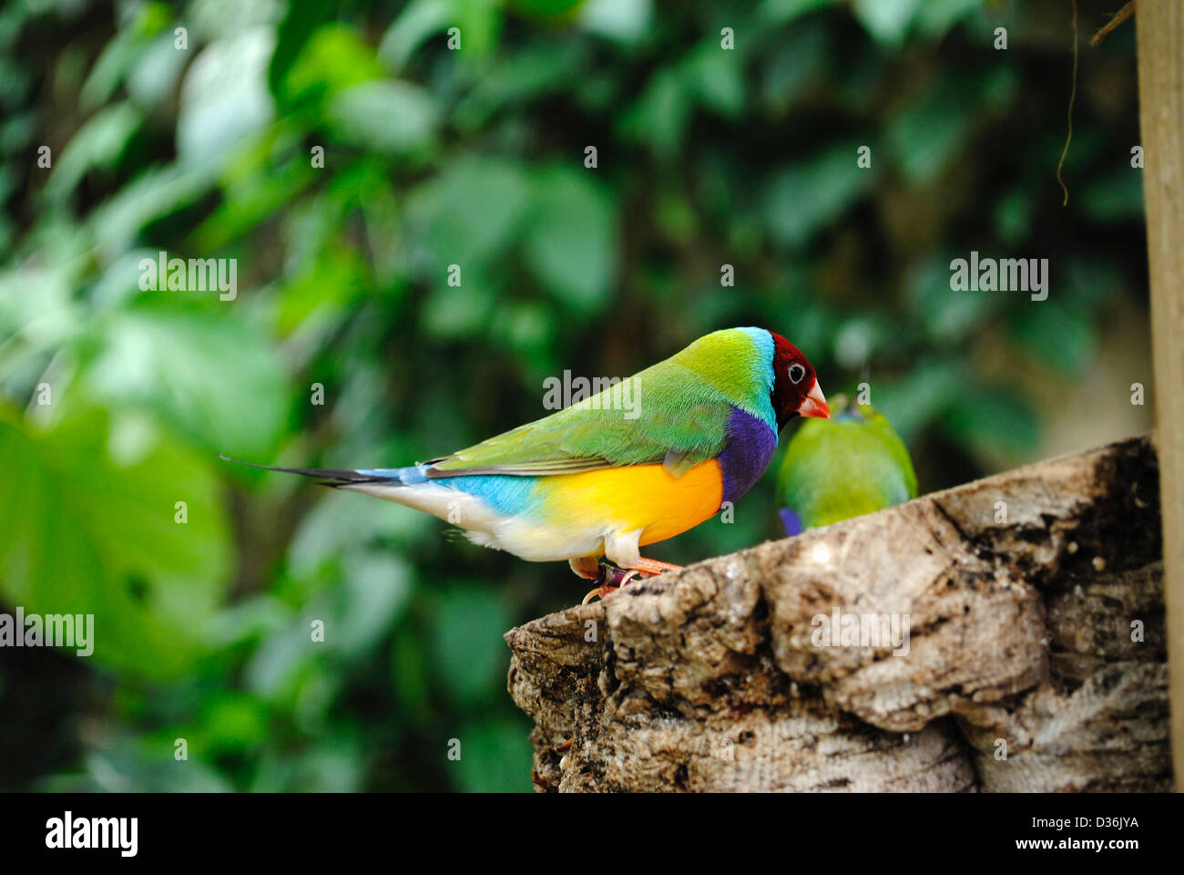 Gouldian Finch Erythrura gouldiae nom Latin Banque D'Images