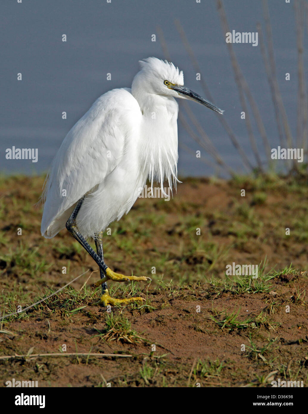 Aigrette garzette (Egretta garrzetta) Banque D'Images