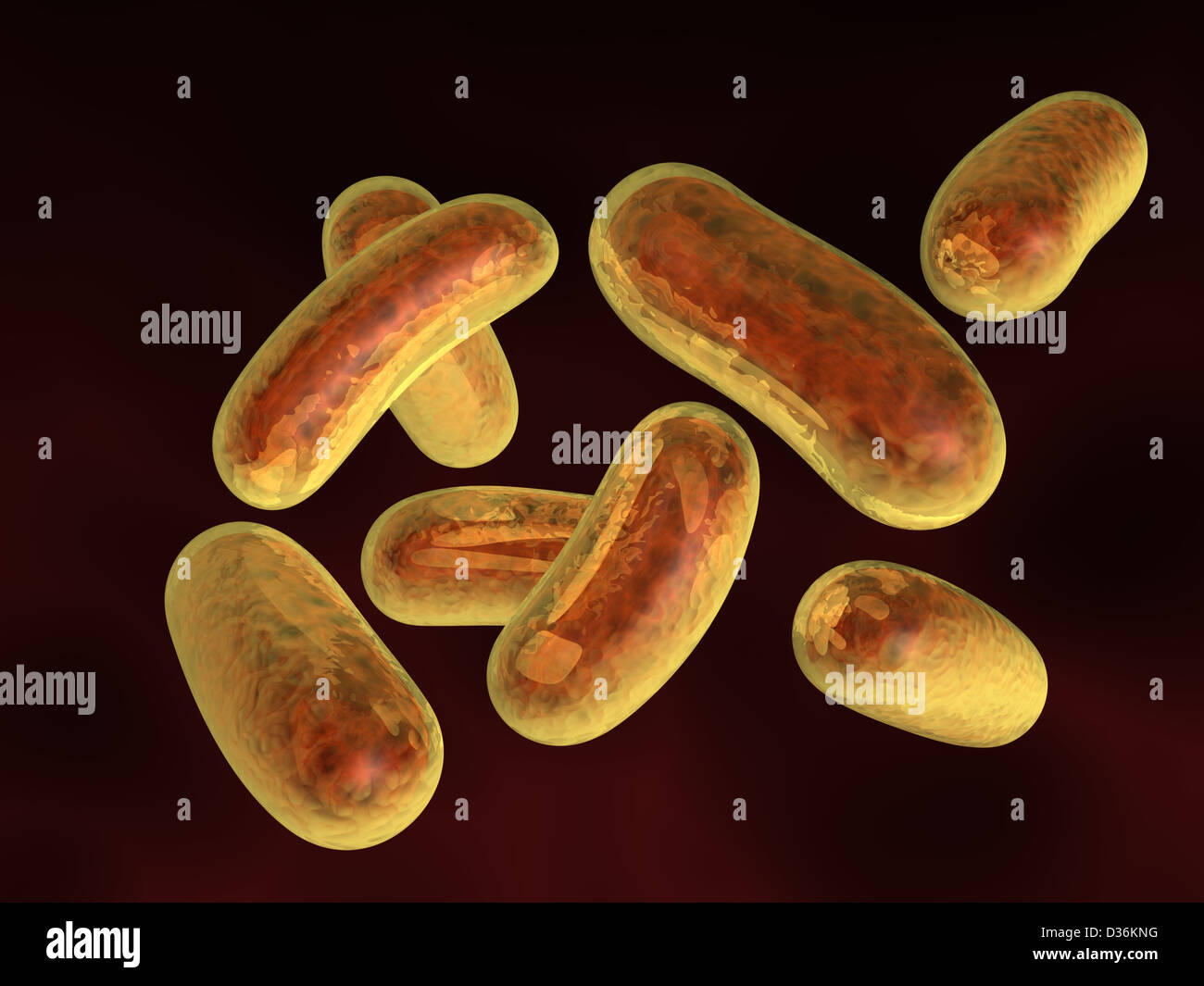 Bacillus subtilis bacteria Banque de photographies et d’images à haute ...