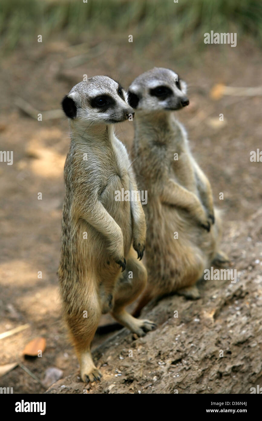 Meerkat ou suricate (Suricata suricatta), est un petit mammifère et d'un membre de la famille des mangoustes. Zoo en Nouvelle Zélande Banque D'Images