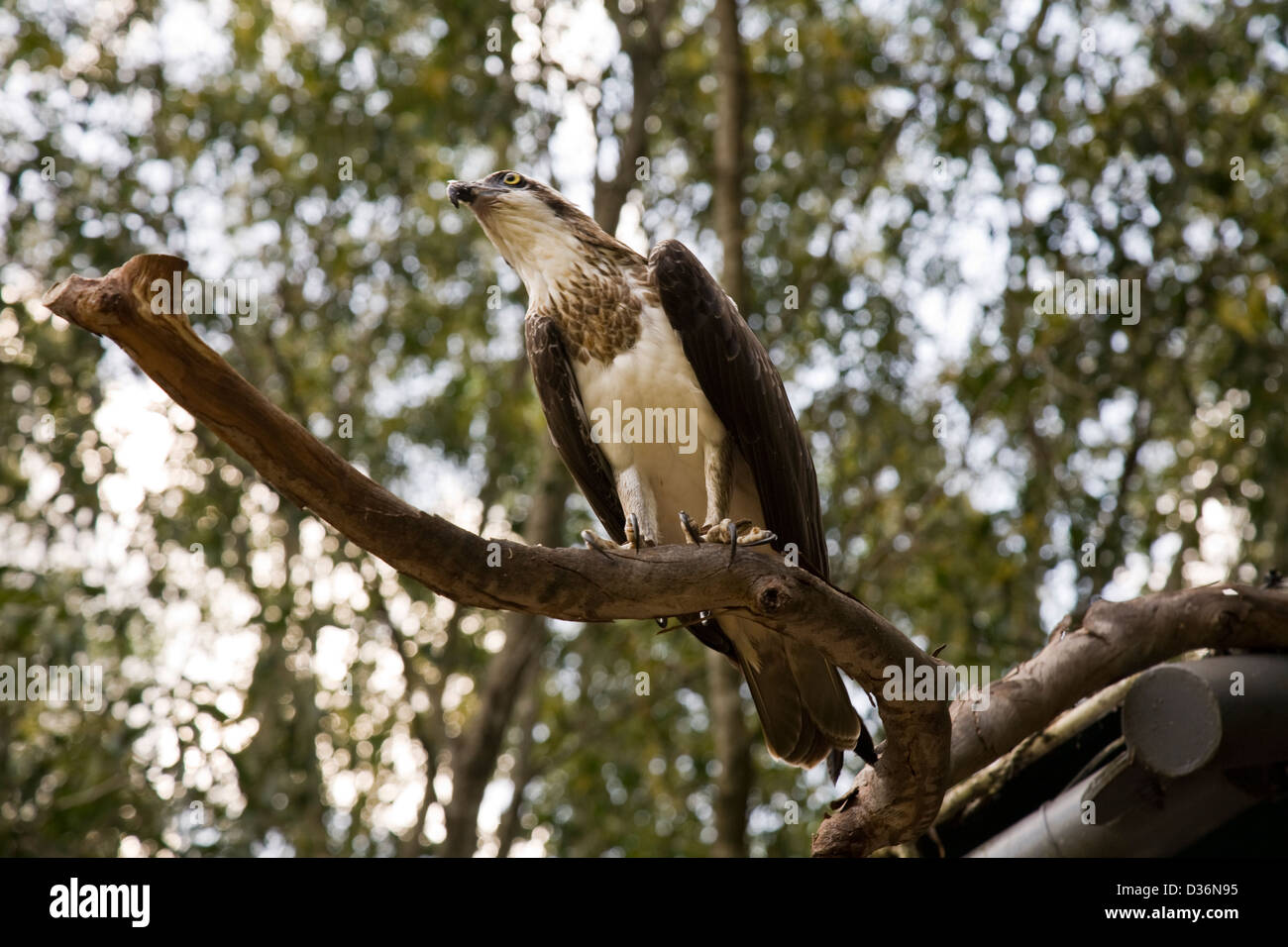 Spectacle d'oiseaux de proie à l'Envol, Territoire Wildlife Park, Berry Springs, Territoire du Nord, Australie Banque D'Images