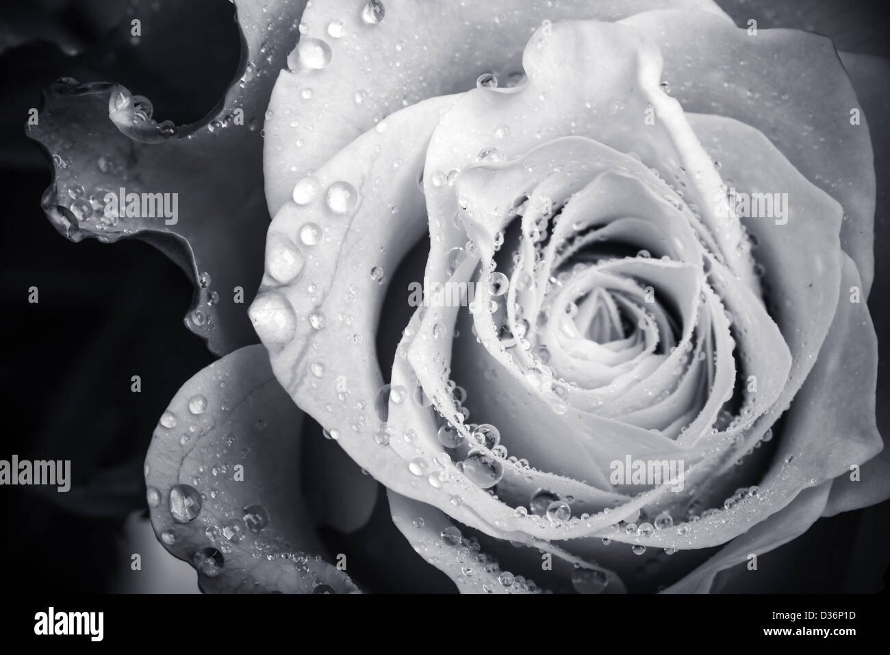 Fleur rose blanc humide monochrome photo en gros plan avec une faible profondeur de champ Banque D'Images Fleur rose blanc humide monochrome photo en gros plan avec une faible profondeur de champ Banque D'Images