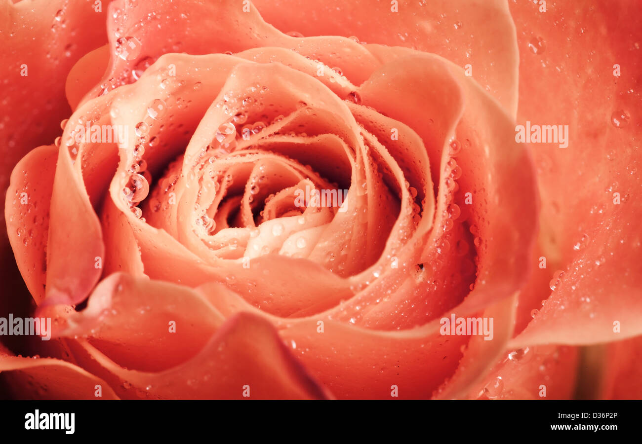 Fleur rose orange humide macro photo avec une faible profondeur de champ Banque D'Images Fleur rose orange humide macro photo avec une faible profondeur de champ Banque D'Images