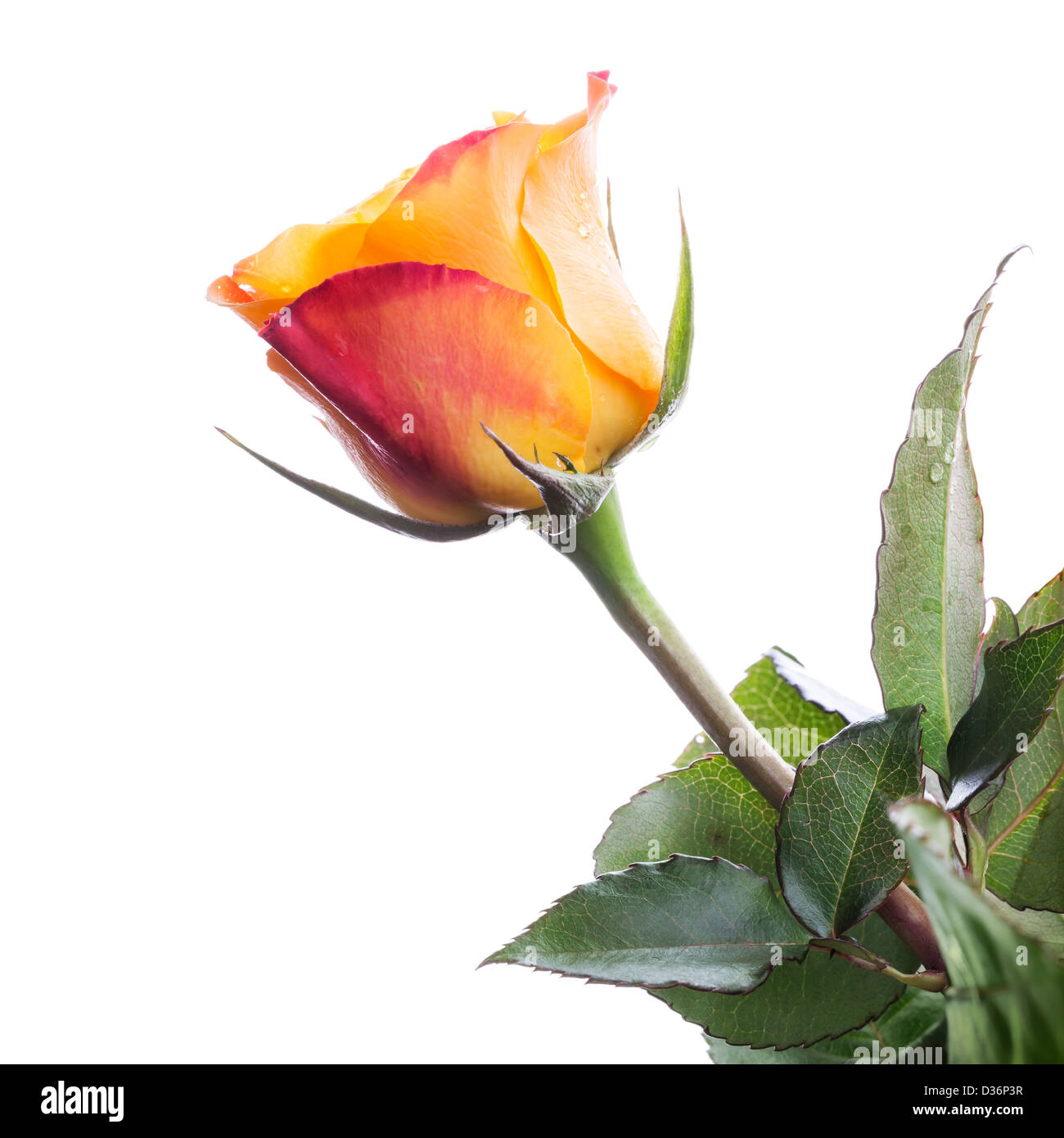 Rouge humide et rose jaune flower isolated on white Banque D'Images Rouge humide et rose jaune flower isolated on white Banque D'Images