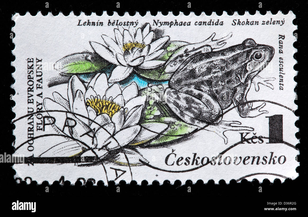 Nymphaea candida, Rana esculenta, timbre-poste, la Tchécoslovaquie, 1983 Banque D'Images