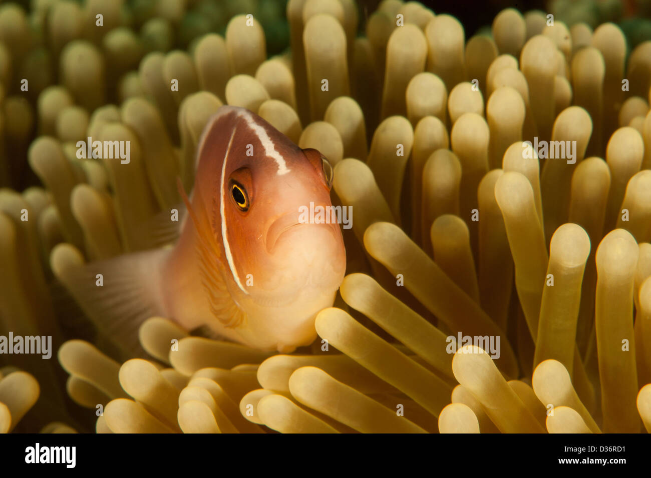 Poisson Clown (Amphiprion perideraion rose) avec un pic de son anemone sur un récif de coraux tropicaux à Bali, Indonésie. Banque D'Images