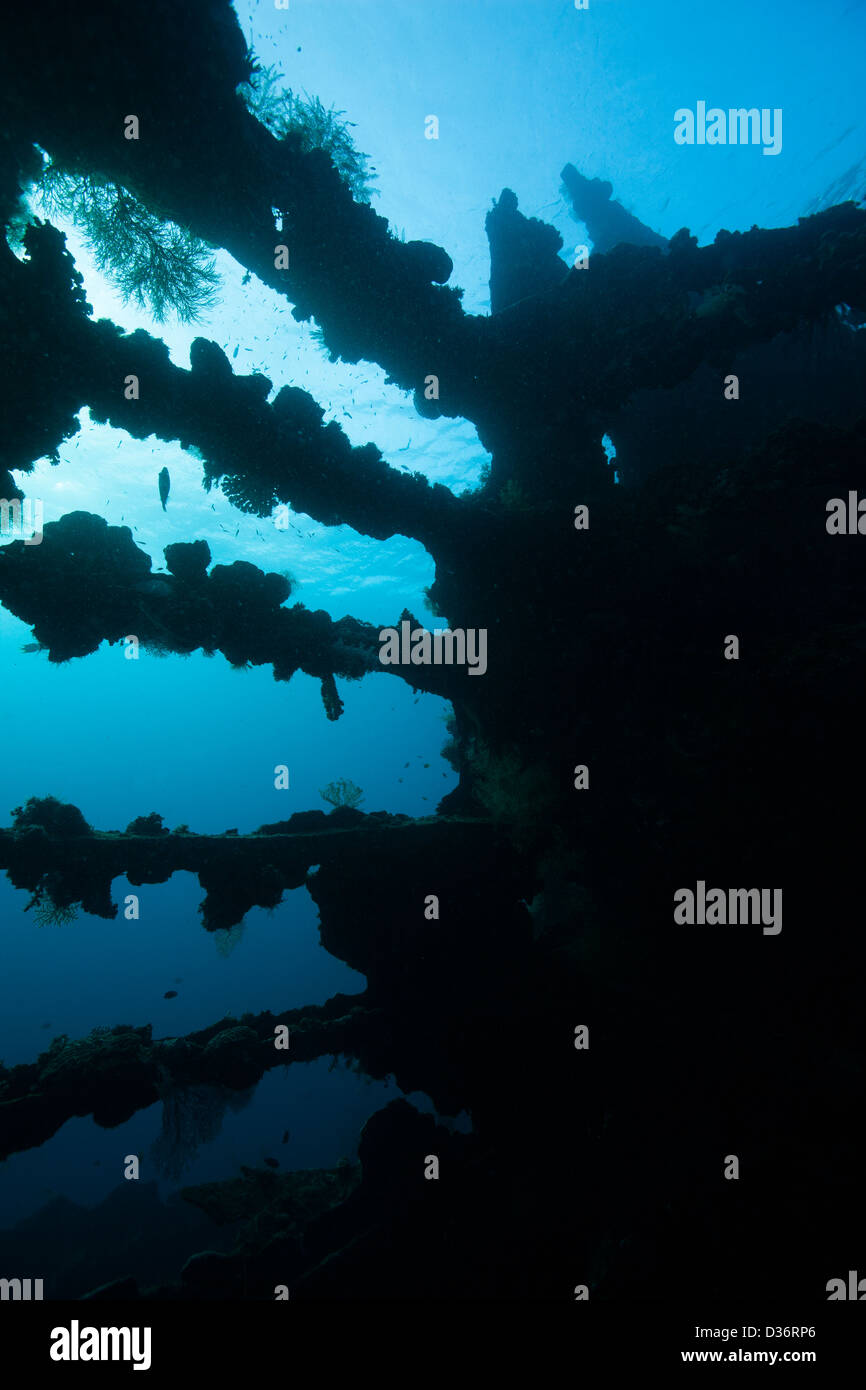 Coraux et éponges incrustés sur le châssis de la Liberty Wreck à Bali, Indonésie. Banque D'Images