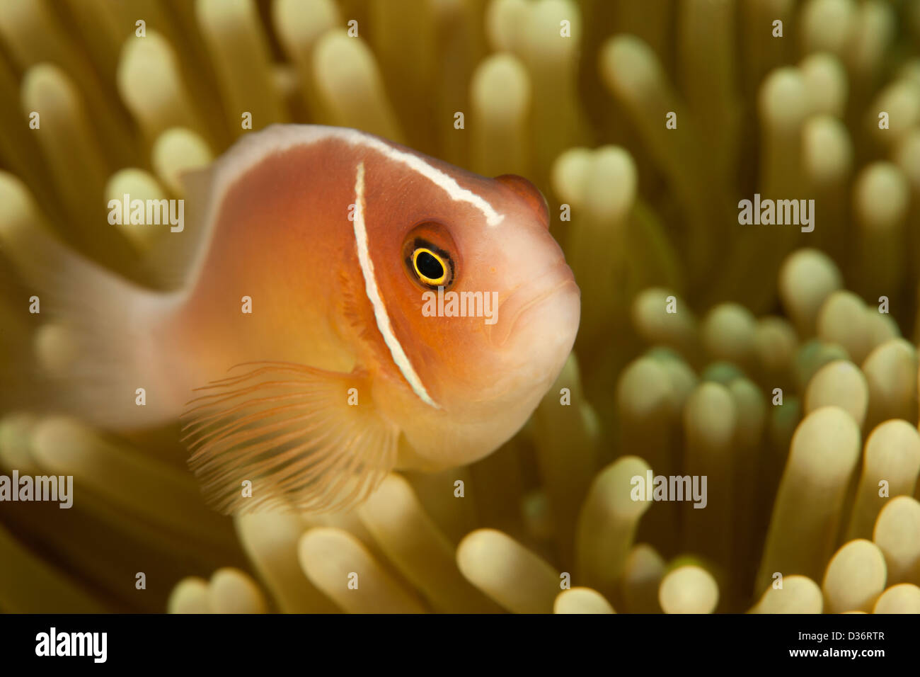 Poisson Clown (Amphiprion perideraion rose) avec un pic de son anemone sur un récif de coraux tropicaux à Bali, Indonésie. Banque D'Images