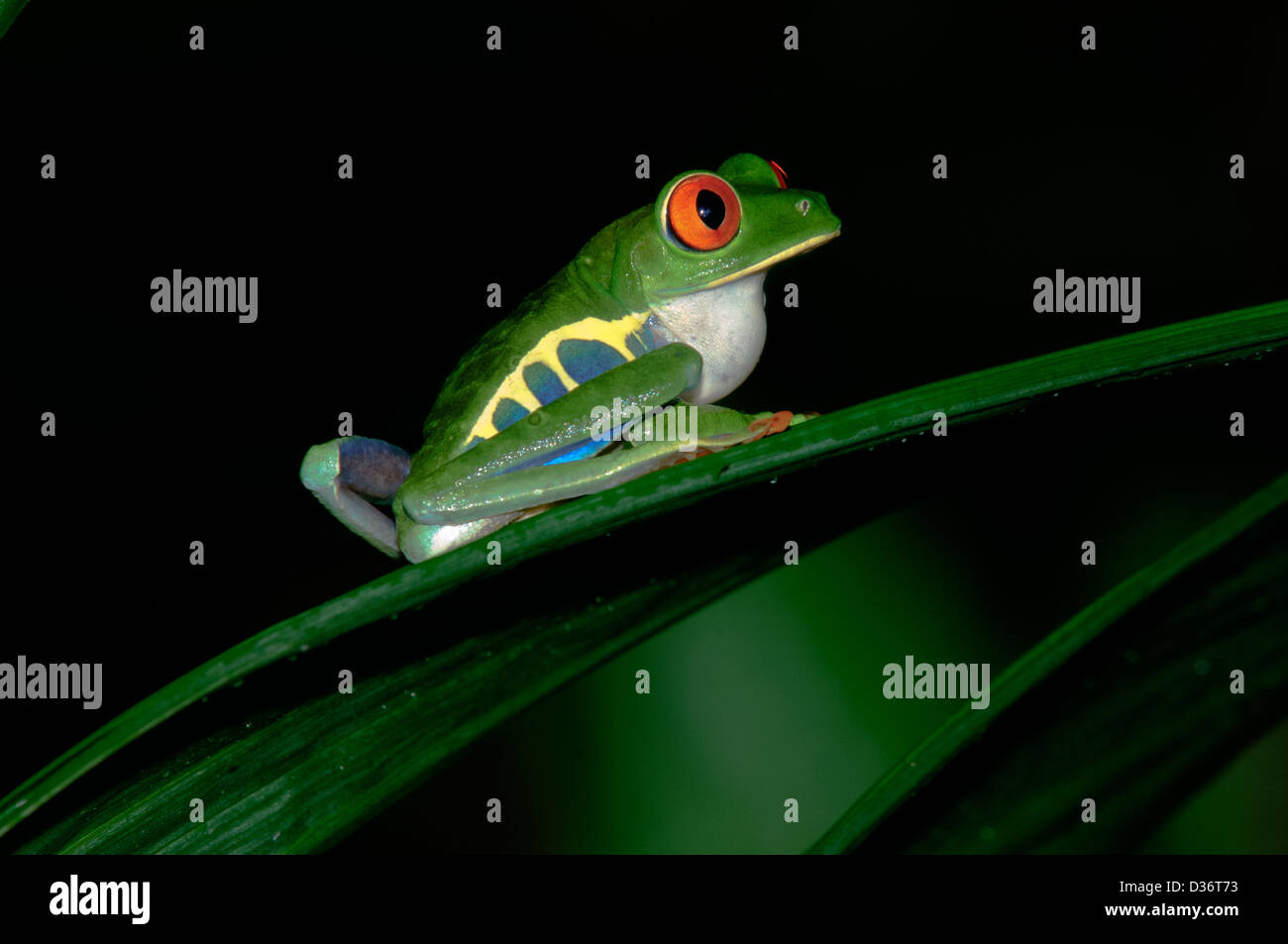 La rainette aux yeux rouges (agalychnis callidryas). Costa Rica. Banque D'Images