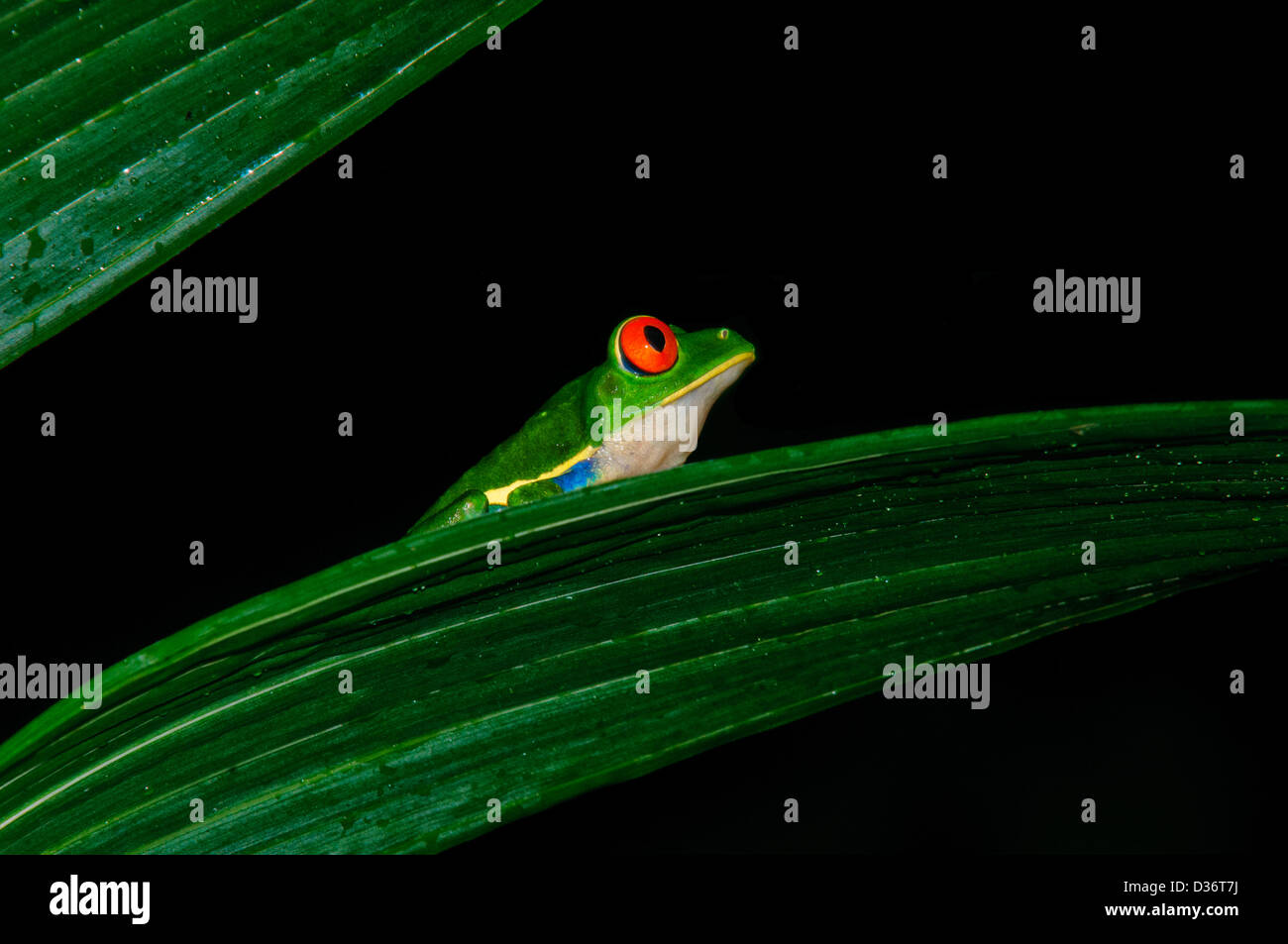 La rainette aux yeux rouges (agalychnis callidryas). Costa Rica. Banque D'Images