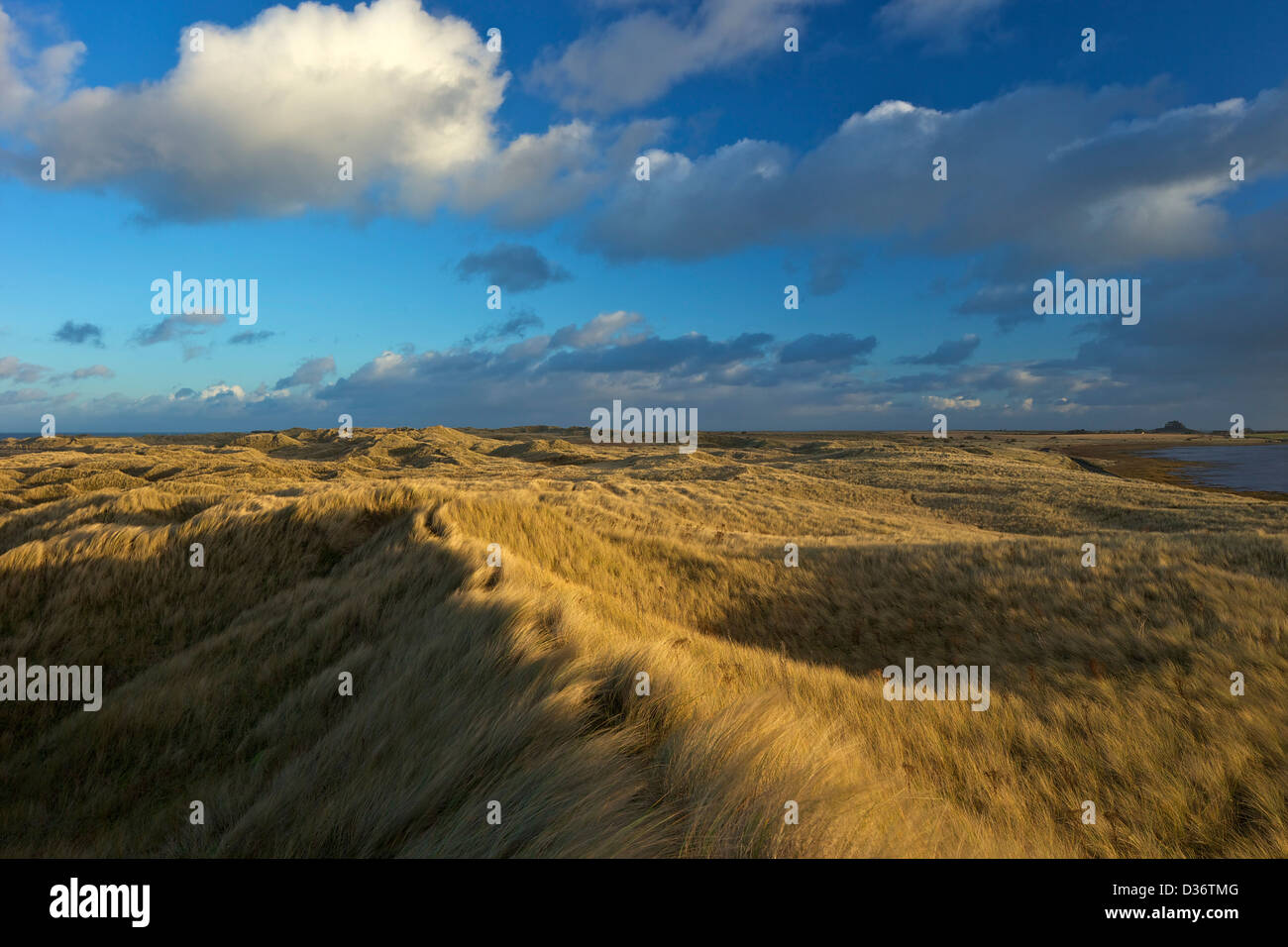 Soleil sur l'ammophile, dunes de sable, de Lindisfarne, Northumberland, Angleterre du Nord-Est, Royaume-Uni, GO Banque D'Images