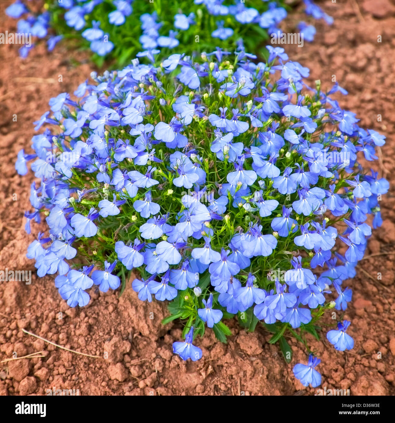 Un monticule de parfaitement formées dans le lobelia compact accueil jardin. Banque D'Images