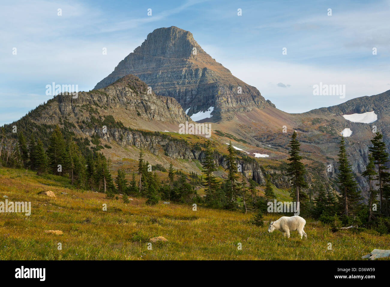 Une chèvre de montagne (Oreamnos americanus) broute les herbes du Parc National des Glaciers, à l'automne. Le Montana. USA Banque D'Images