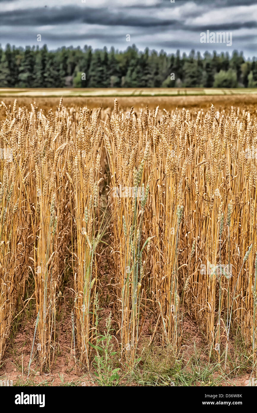 Lignes de la culture du blé dans un domaine rural à l'Île du Prince Édouard, Canada. Banque D'Images