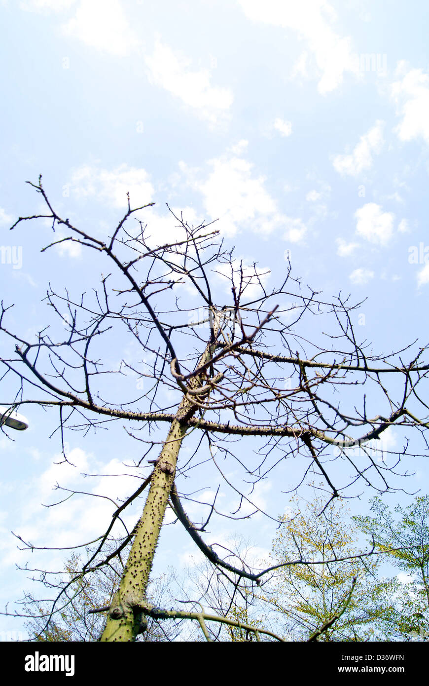 Sous le ciel bleu nuages blancs d'arbres. Banque D'Images