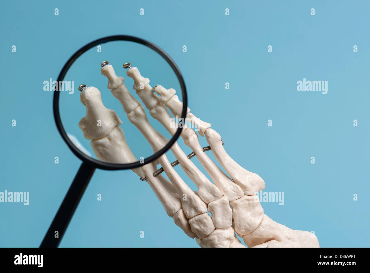 Loupe et un squelette de pied Banque D'Images