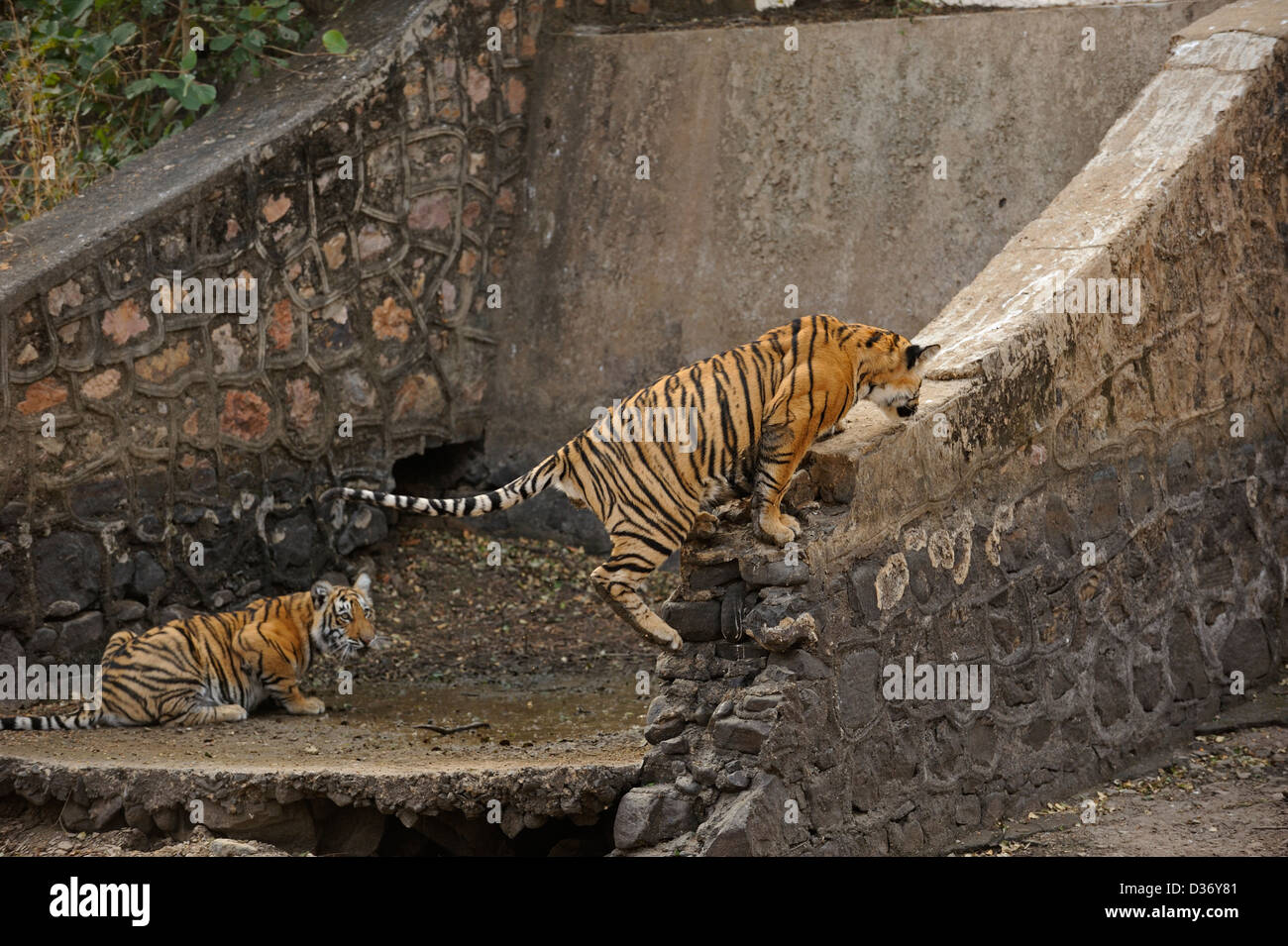 Bengal Tiger Family On Water Banque De Photographies Et D images Bengal Tiger Family On Water Banque De Photographies Et D images