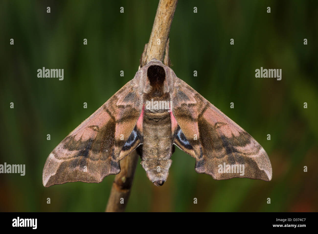 Abendpfauenauge Eyed Hawk Moth Banque D'Images