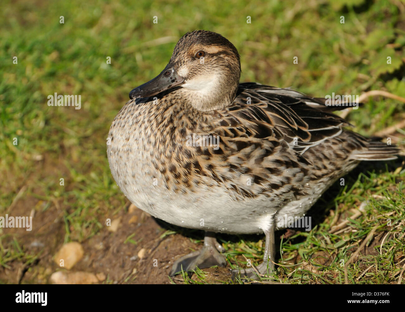 Canard Sarcelle d'été - Anas querquedula femme sur l'herbe Banque D'Images