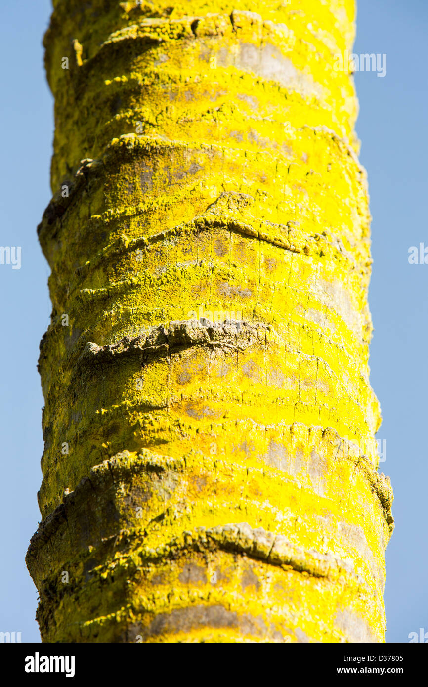 Lichen sur un tronc d'arbre à Katmandou, au Népal. Banque D'Images