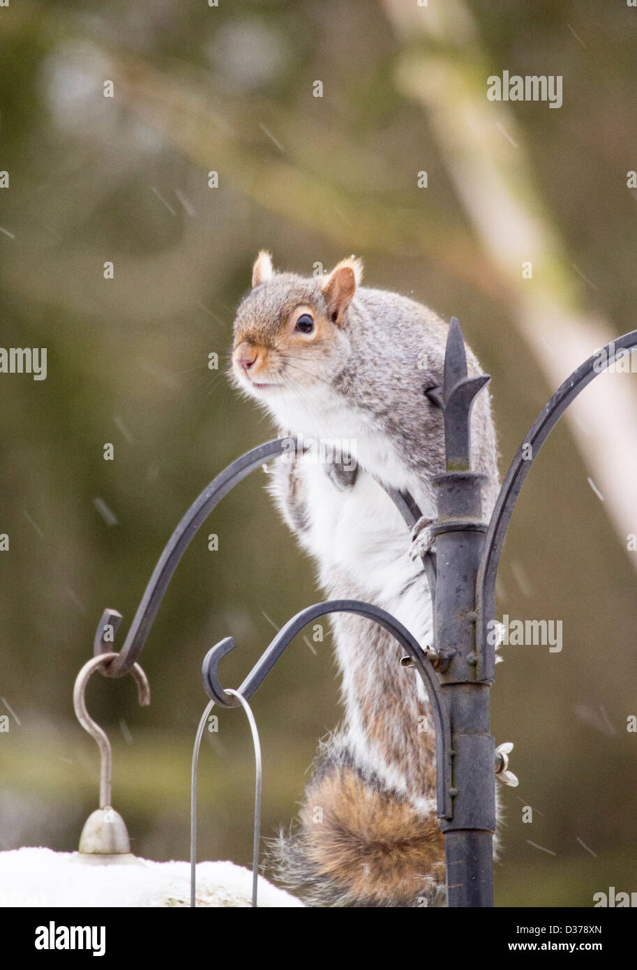 Un écureuil gris (Sciurus carolinensis) sur un jardin convoyeur en Clitheroe, Lancashire, Royaume-Uni. Banque D'Images