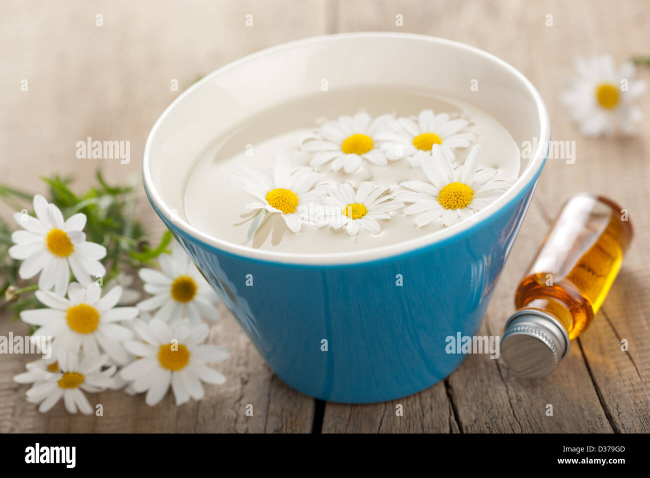 Fleurs de camomille et d'huile essentielle Banque D'Images