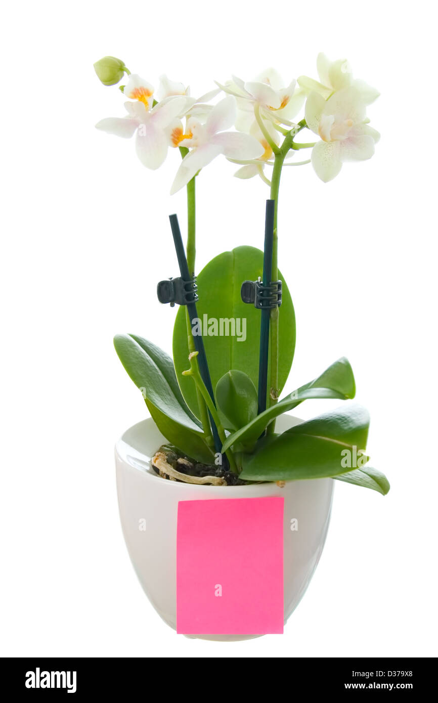 Orchid en pot avec un papier blanc isolated on white Banque D'Images