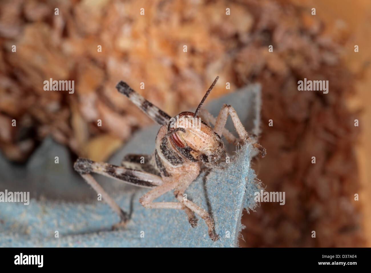 Locust bébé produites comme aliments pour animaux familiers pour reptiles etc. Banque D'Images