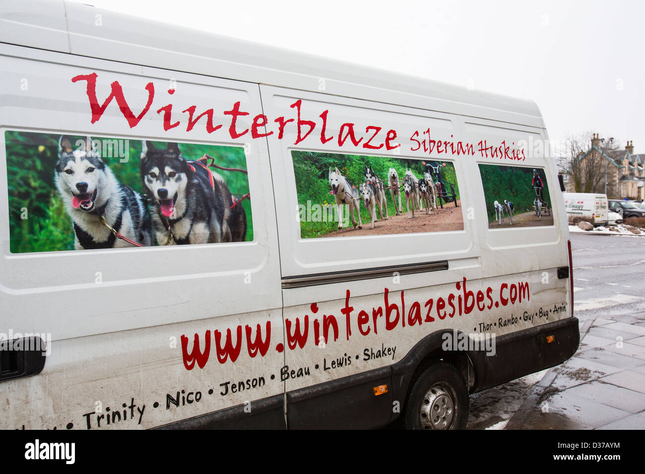 Un Husky Sibérien en transport van sleddding à Aviemore chien un événement, Écosse, Royaume-Uni. Banque D'Images