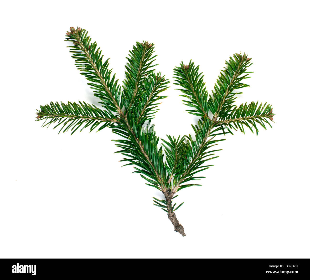 Blanc de branches de sapin isolé. Studio shot Banque D'Images