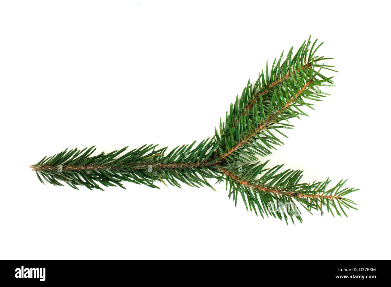 Blanc de branches de sapin isolé. Studio shot Banque D'Images