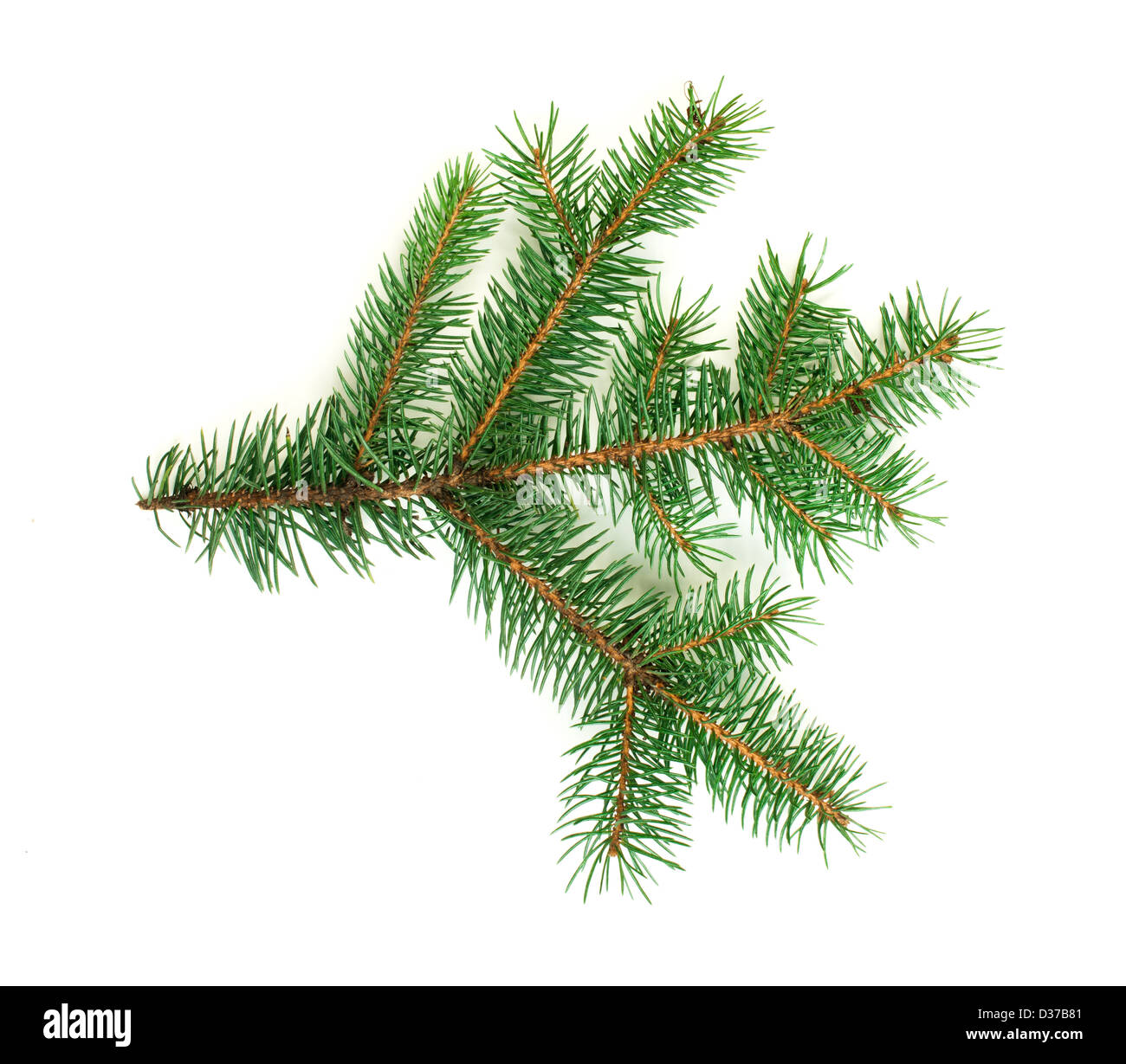 Blanc de branches de sapin isolé. Studio shot Banque D'Images