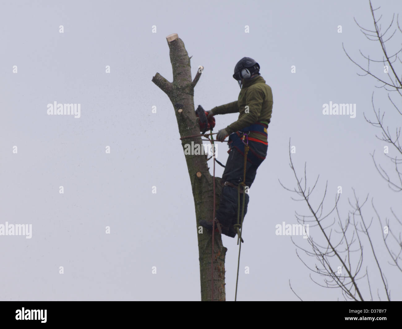 L'homme dans un arbre à l'aide d'une tronçonneuse pour le couper vers le bas. Banque D'Images