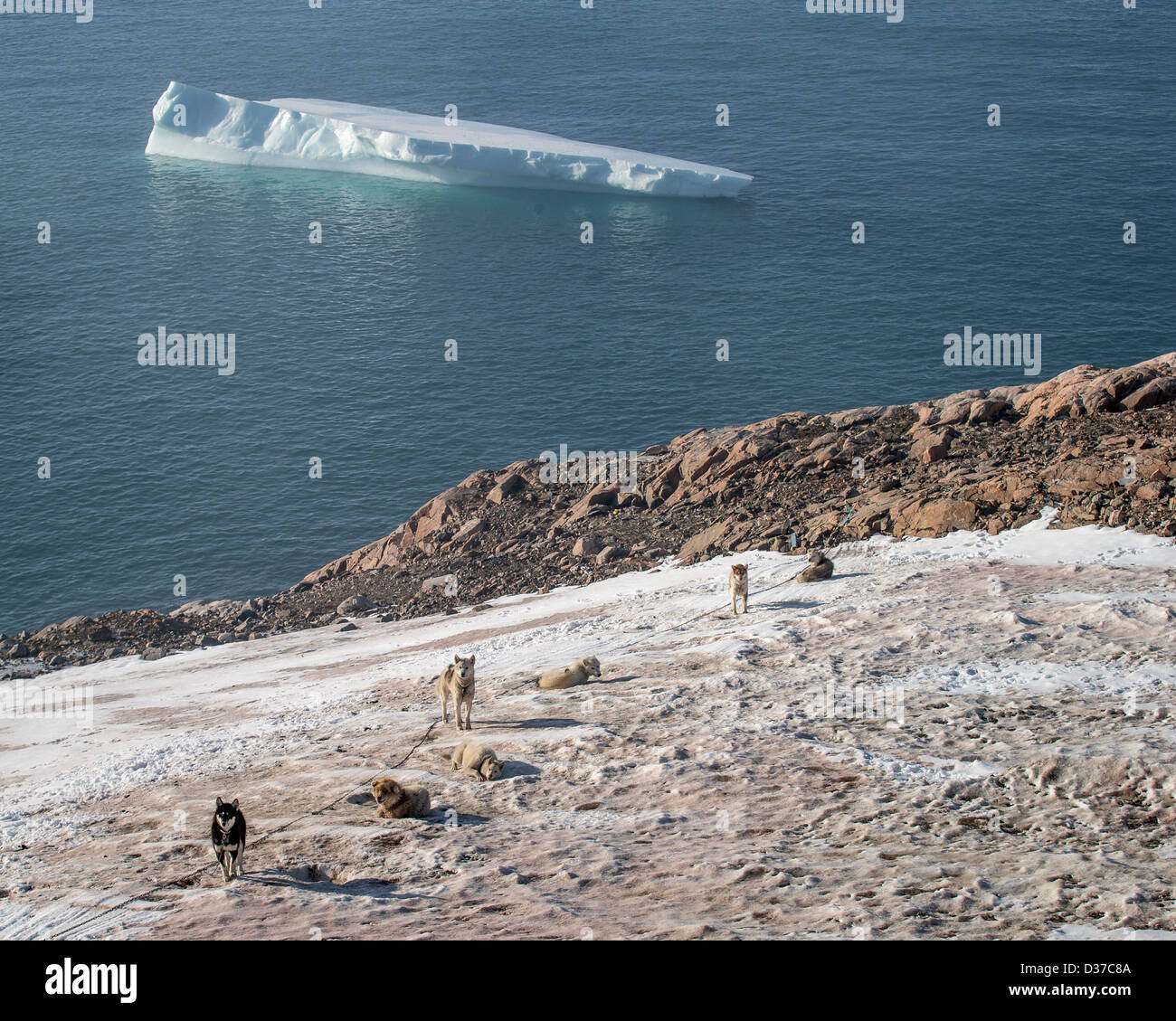 Scoresbysund au Groenland, Huskies, Banque D'Images
